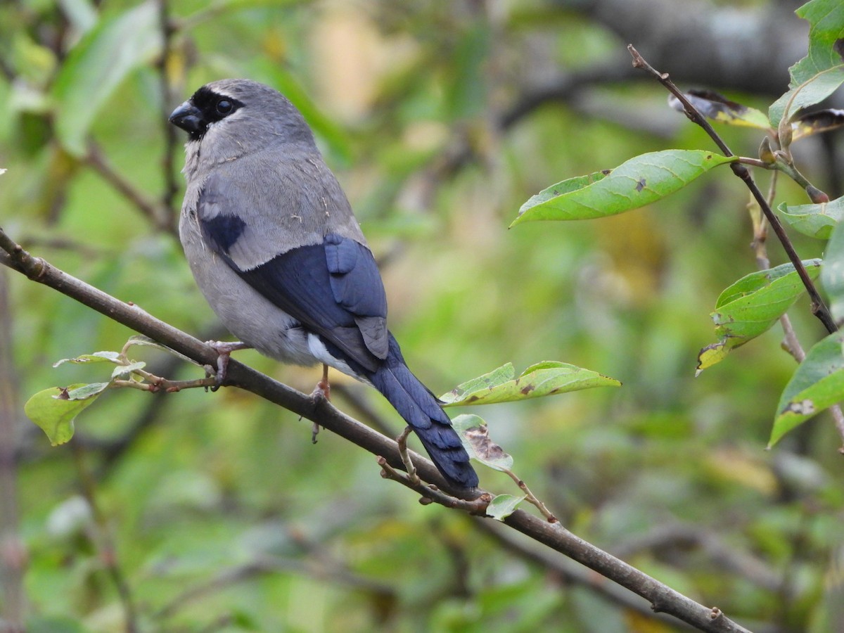 Taiwan Bullfinch - ML610190367