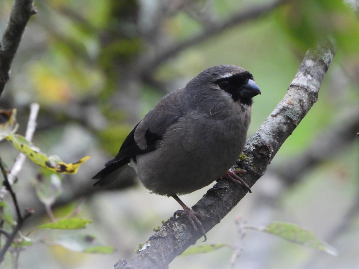 Taiwan Bullfinch - david karr