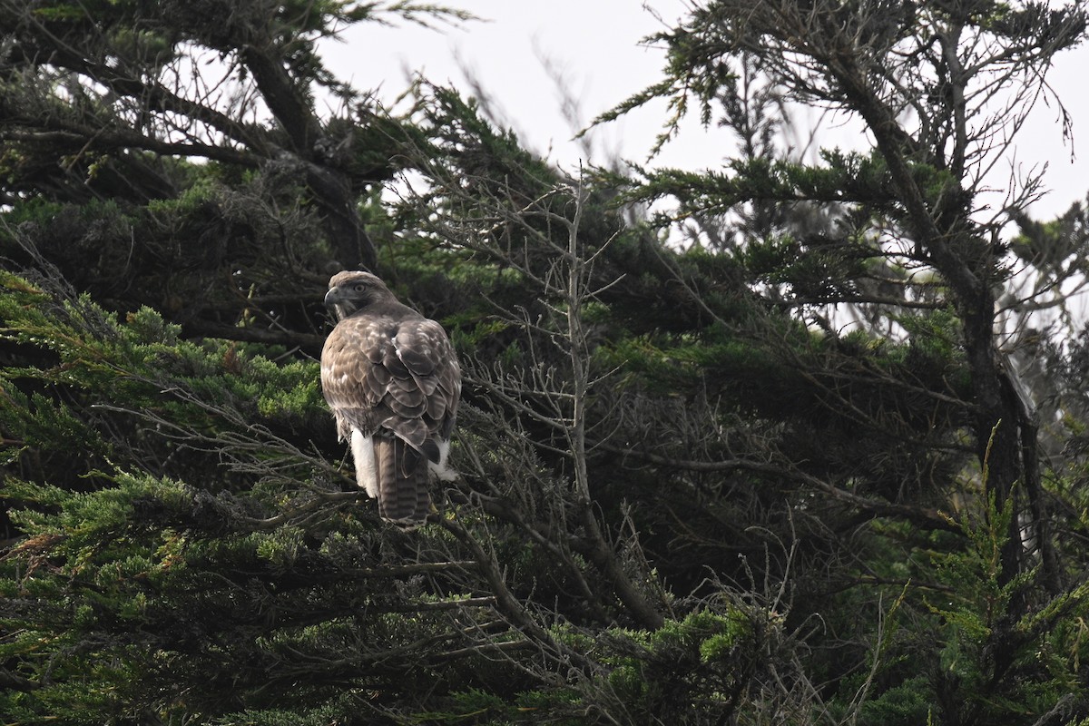 Red-tailed Hawk - ML610190436