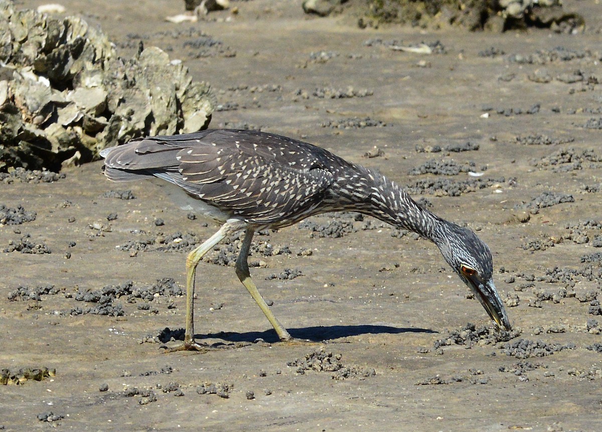 Yellow-crowned Night Heron - ML610190446