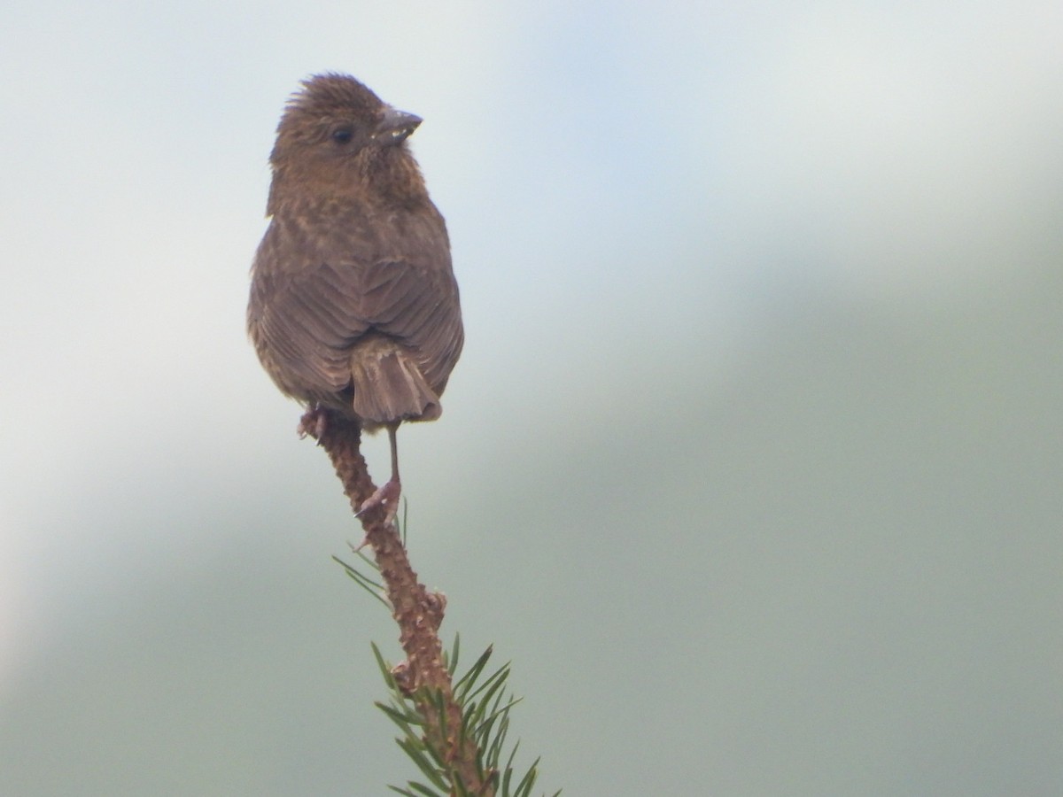 Taiwan Rosefinch - ML610190458