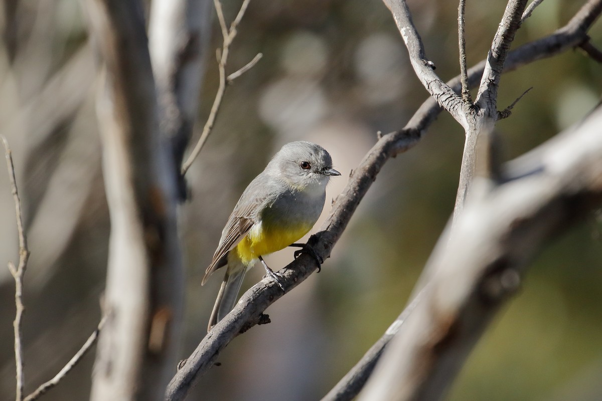 Western Yellow Robin - ML610190466