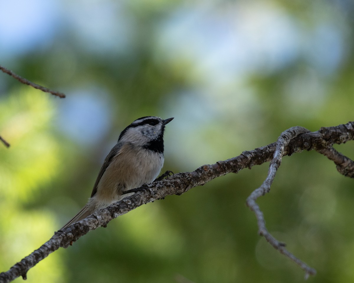 Mountain Chickadee - ML610190481