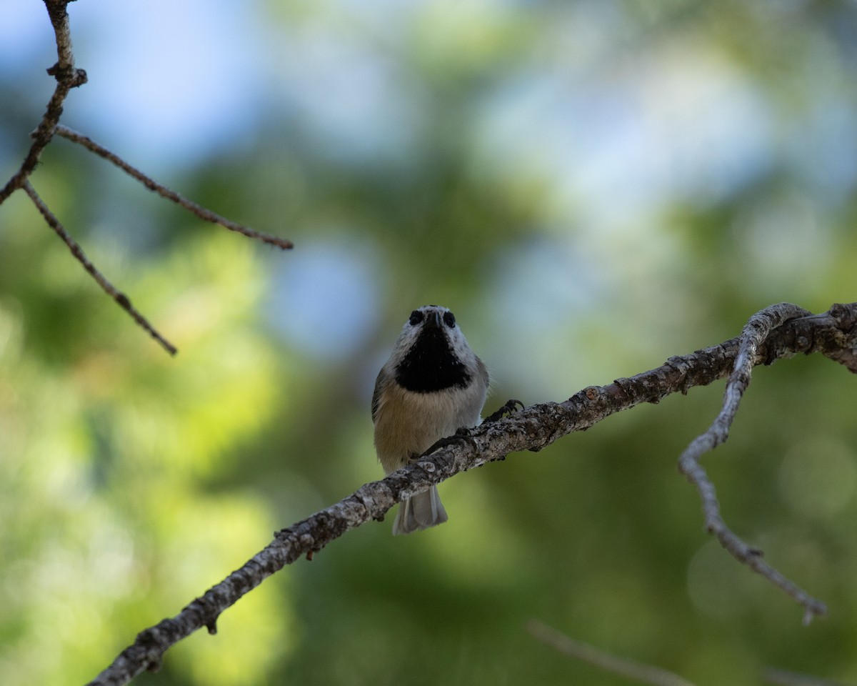 Mountain Chickadee - ML610190482