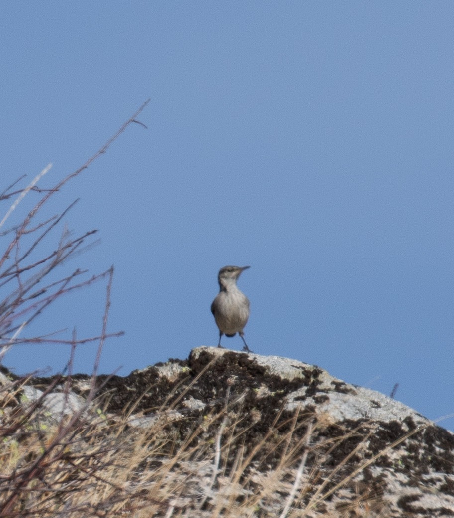 Rock Wren - ML610190510