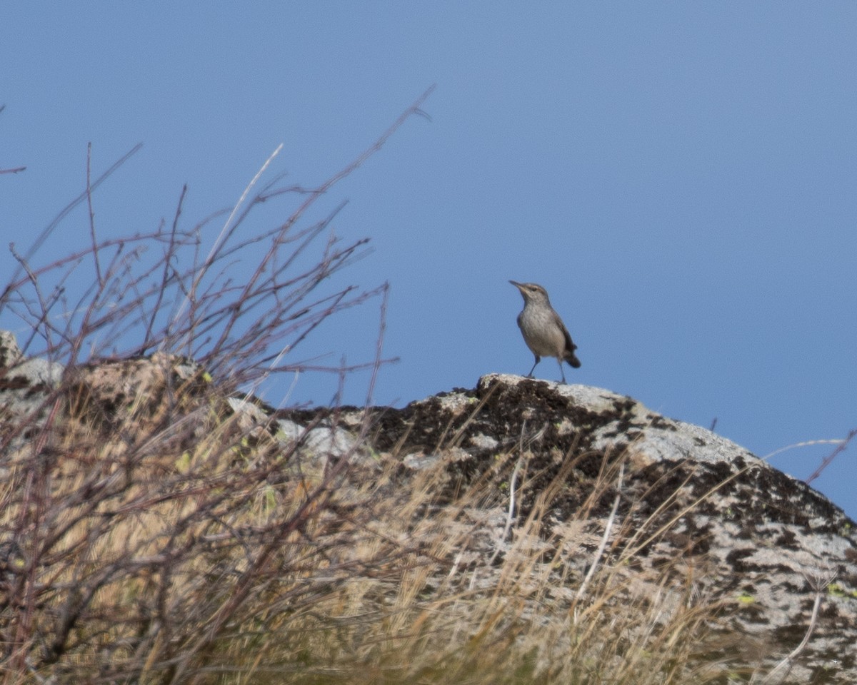 Rock Wren - ML610190511