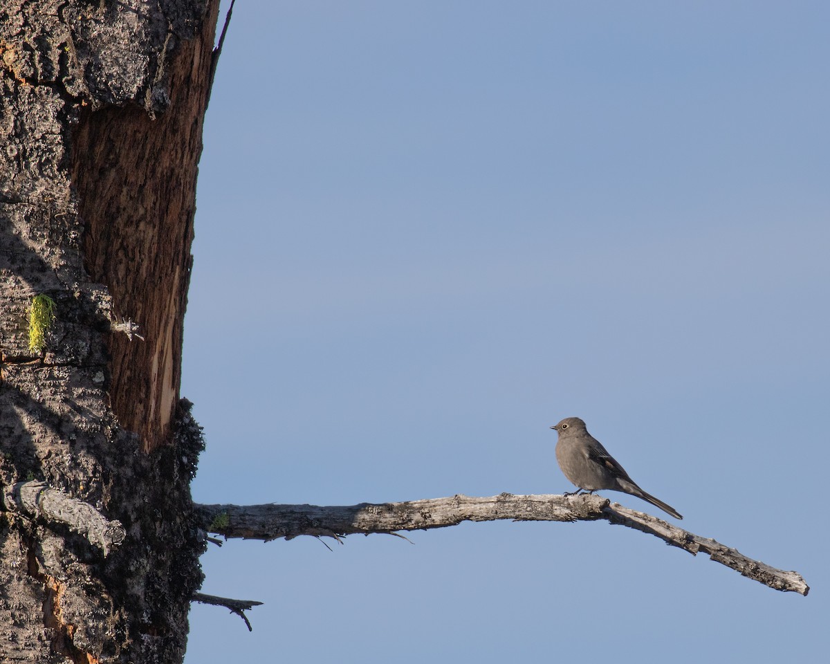 Townsend's Solitaire - ML610190520