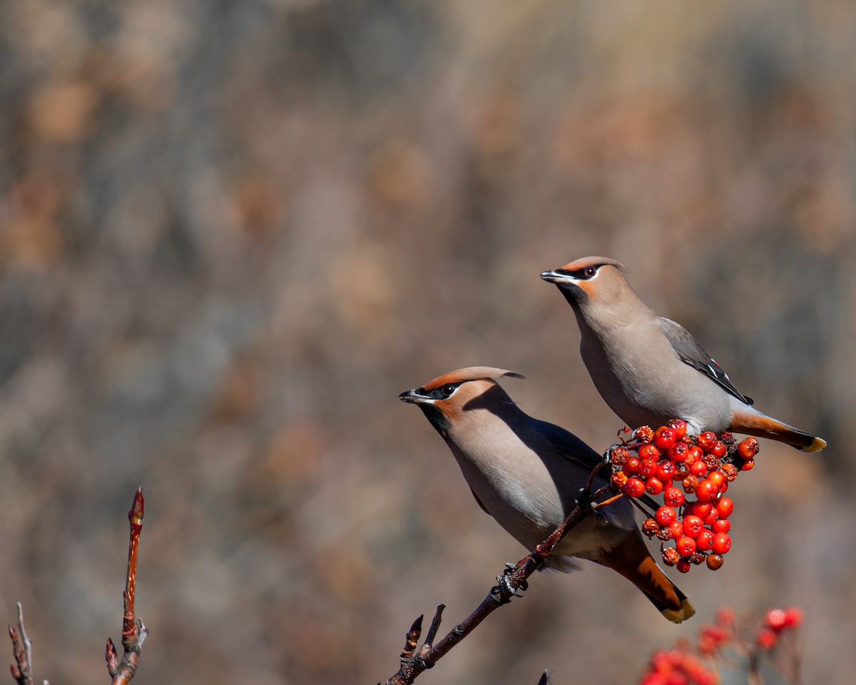 Bohemian Waxwing - ML610190523