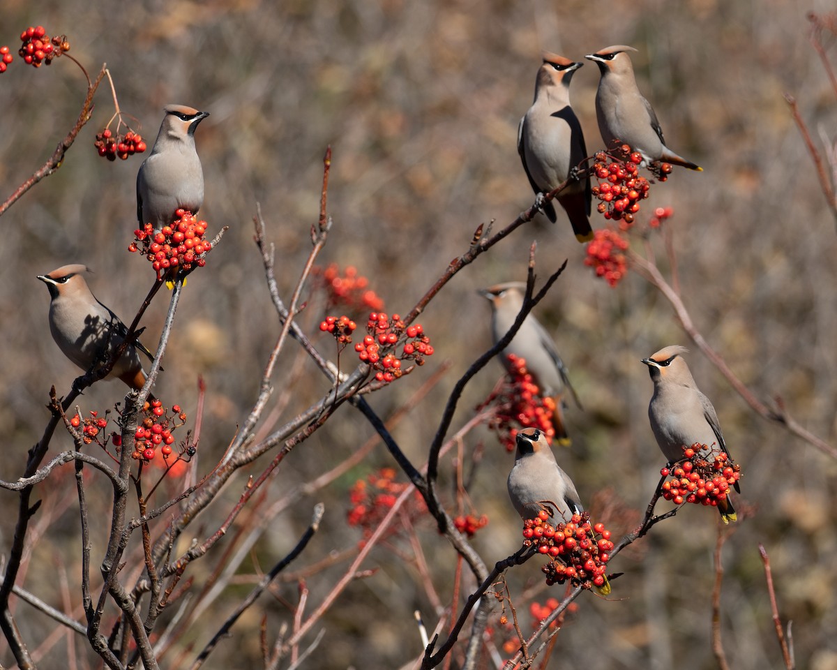 Bohemian Waxwing - ML610190524