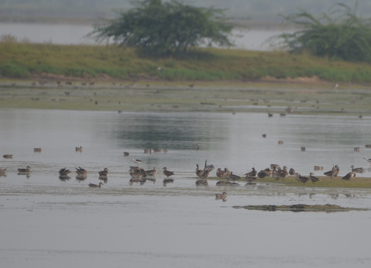 Garganey - ML610190535