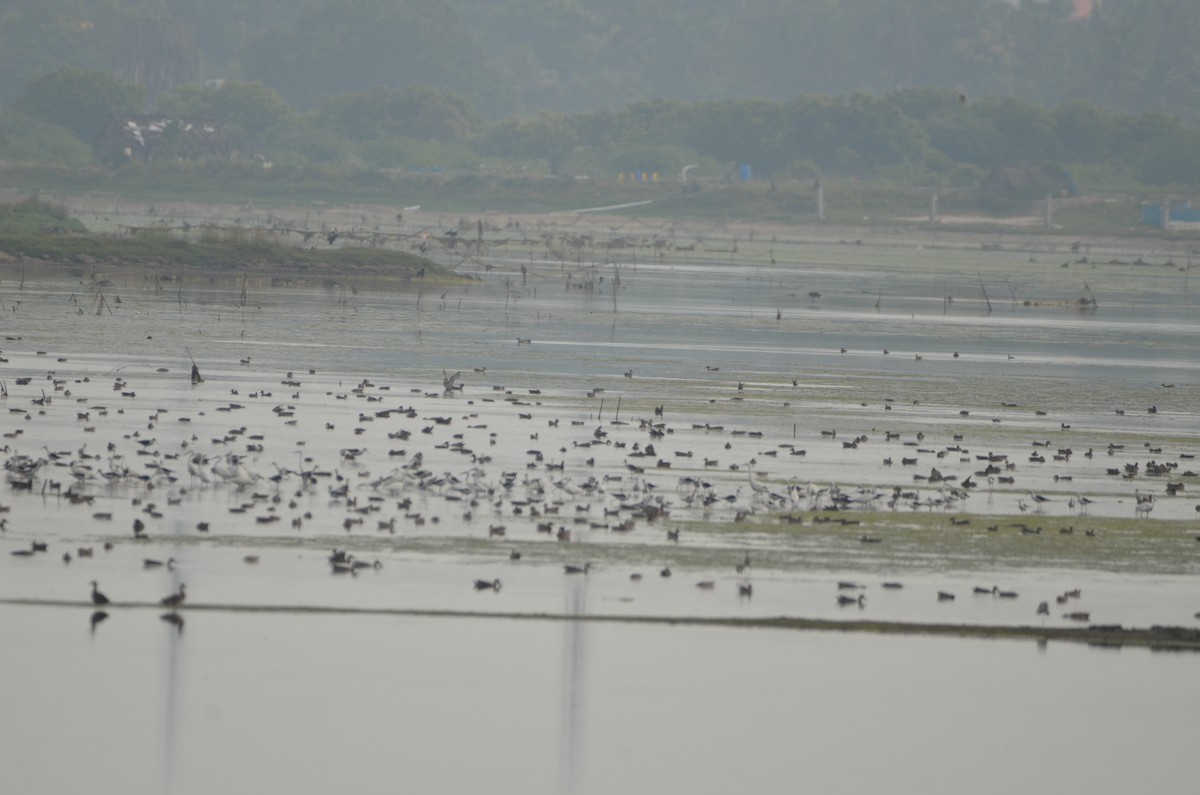 Garganey - ML610190536