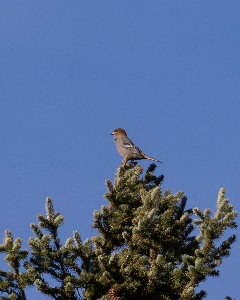 Pine Grosbeak - ML610190538