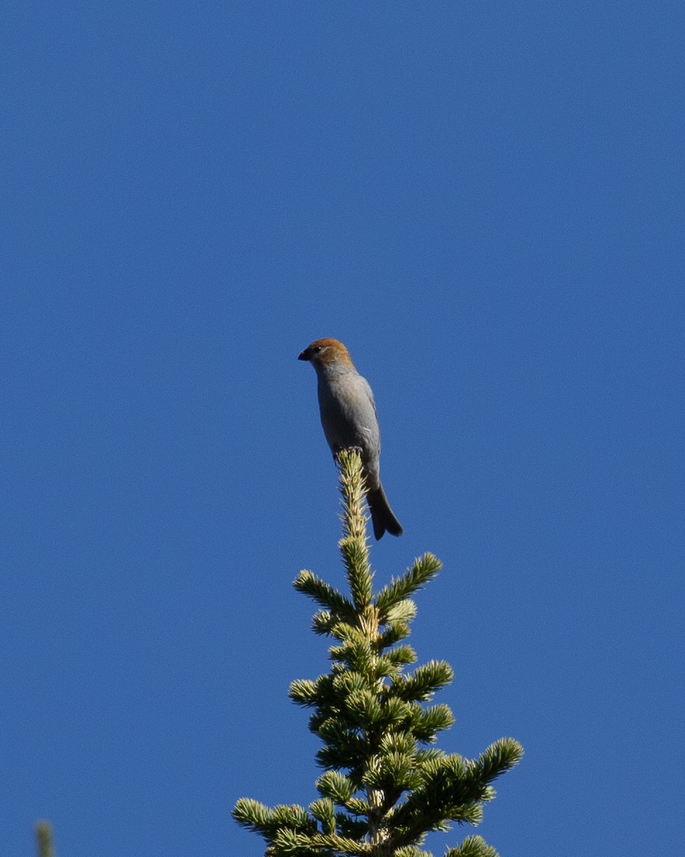 Pine Grosbeak - ML610190539