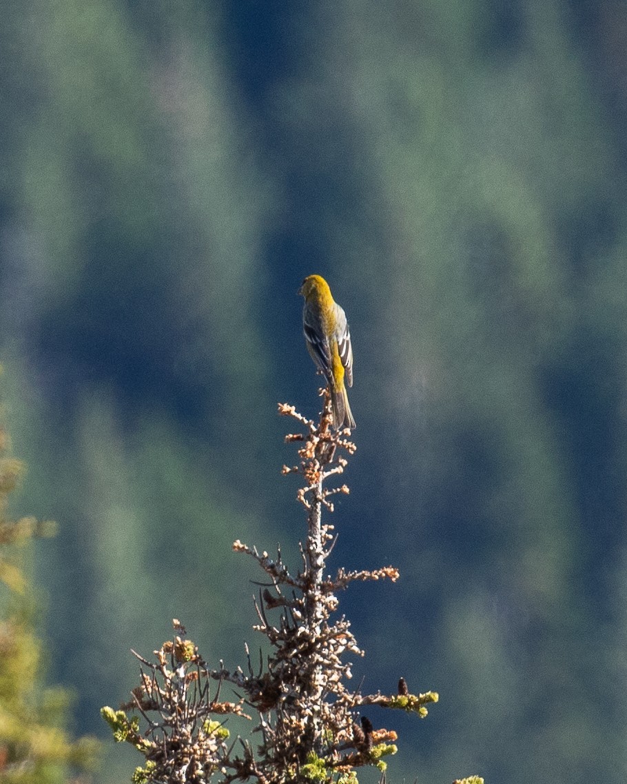 Pine Grosbeak - ML610190540
