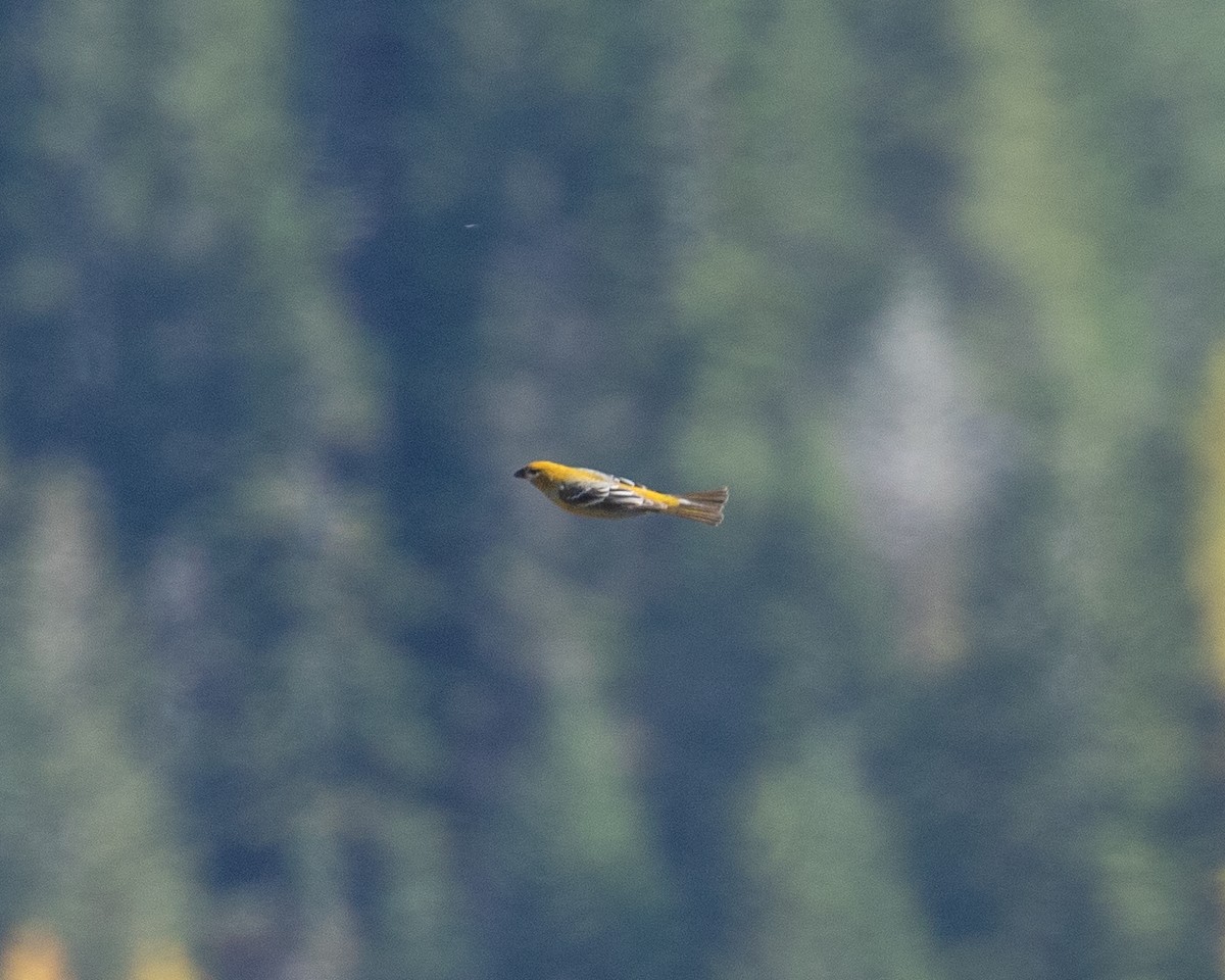 Pine Grosbeak - ML610190541