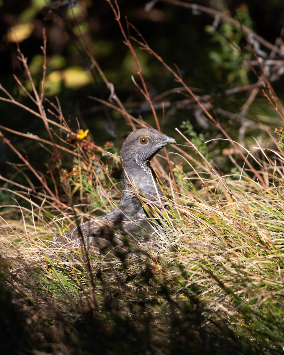 Dusky Grouse - ML610190557