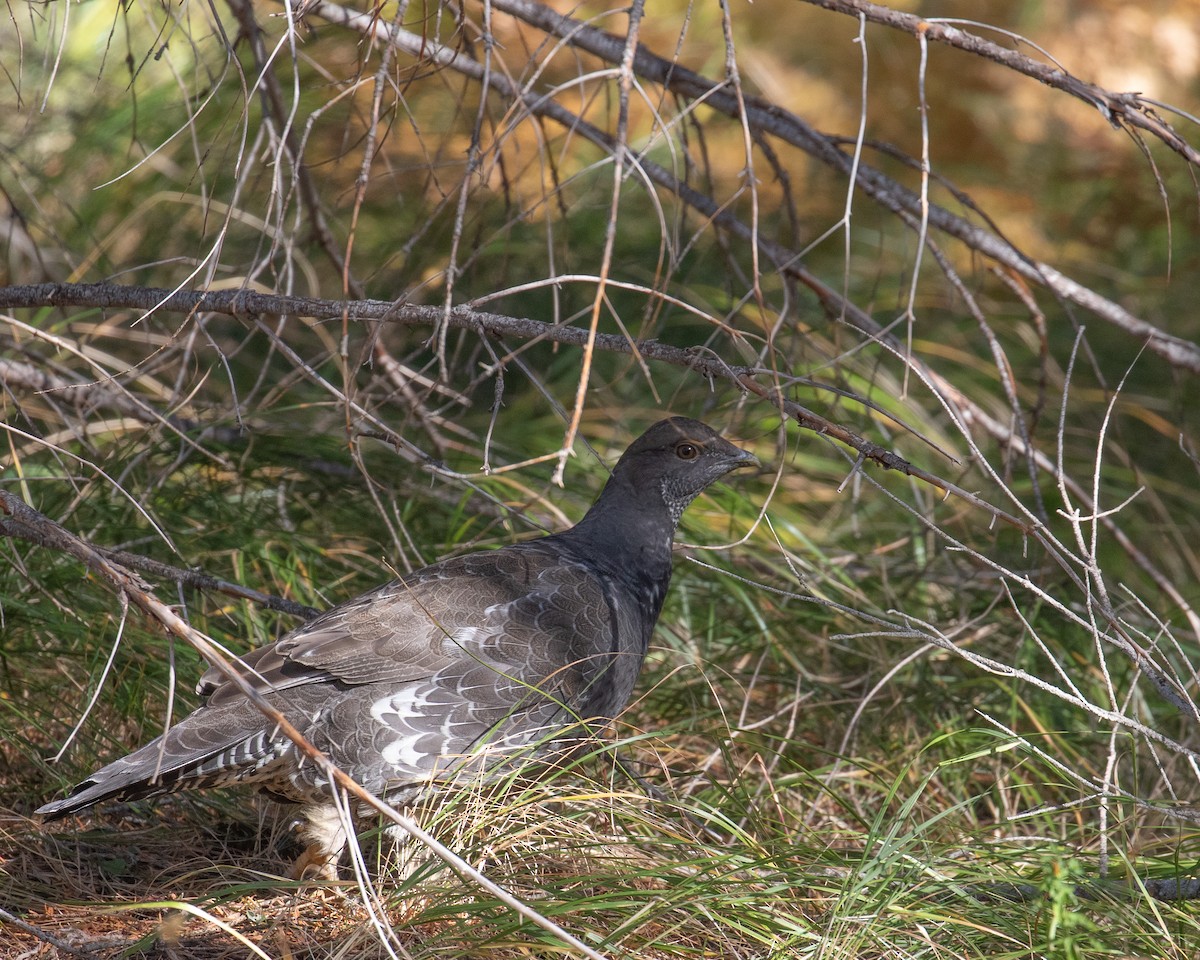 Dusky Grouse - ML610190558