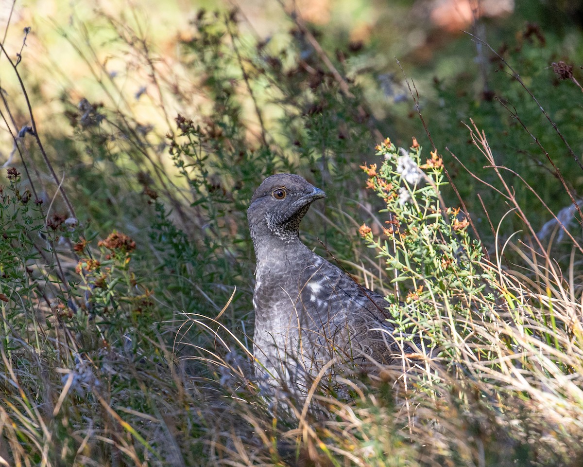 Dusky Grouse - ML610190559