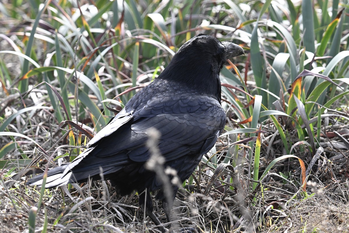 Common Raven - ML610190590