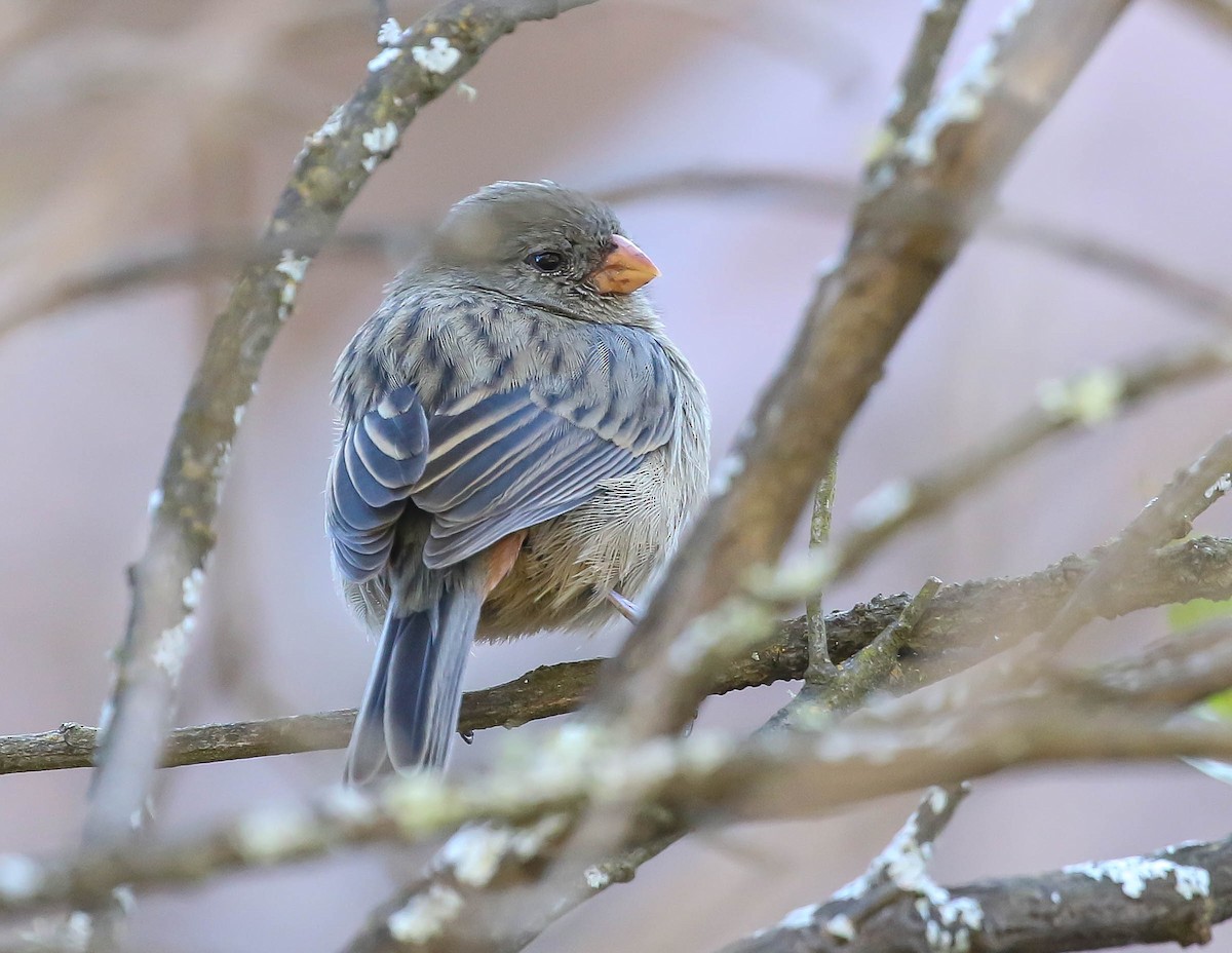 Plain-colored Seedeater - ML610190595