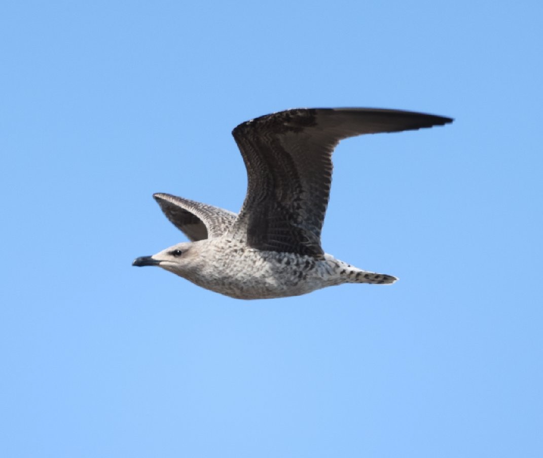 Great Black-backed Gull - ML610190668