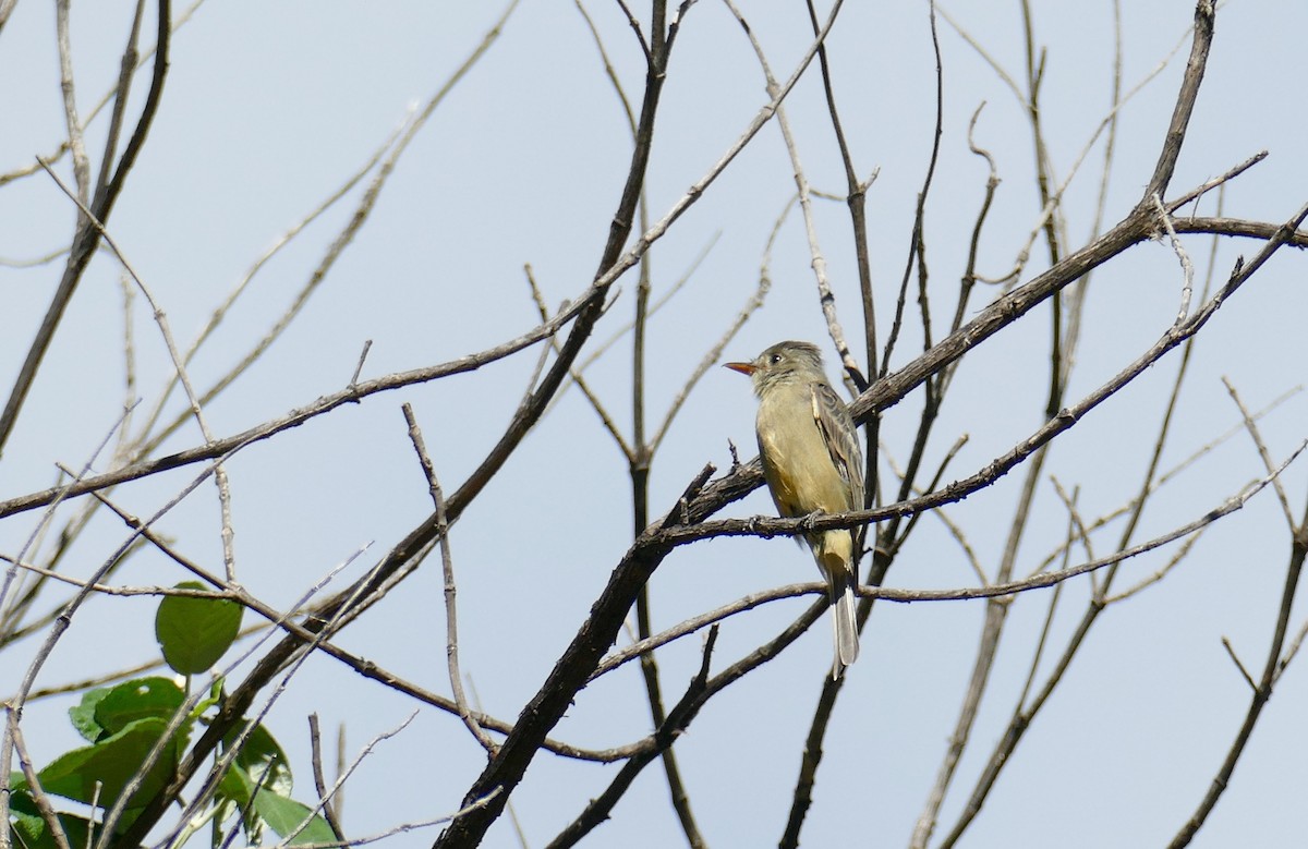 Greater Pewee - ML610190753
