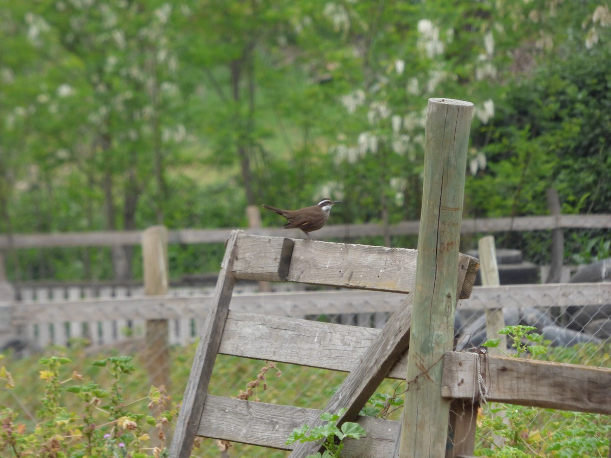 Dark-bellied Cinclodes - ML610190782