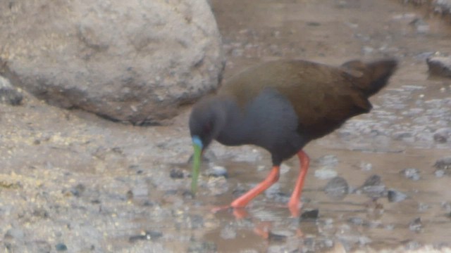 Plumbeous Rail - ML610190797