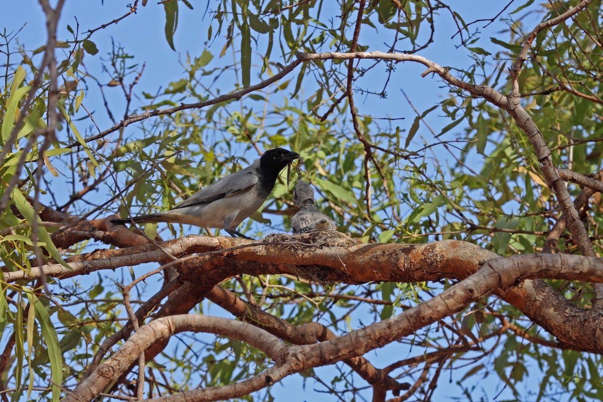 Black-faced Cuckooshrike - ML610190810