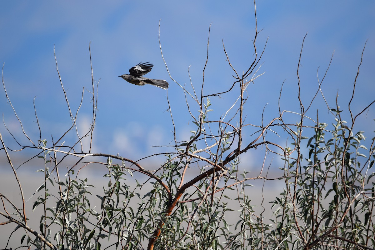 Northern Mockingbird - ML610190855