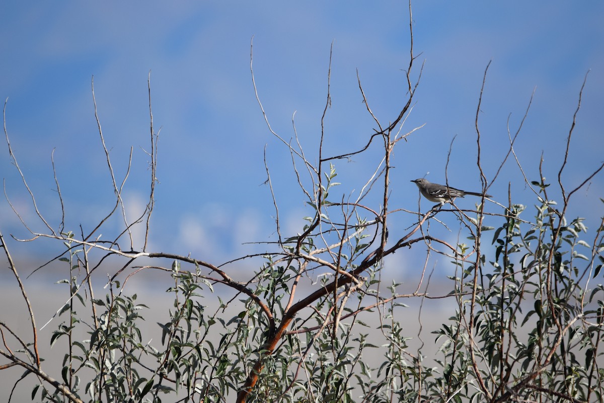 Northern Mockingbird - ML610190860