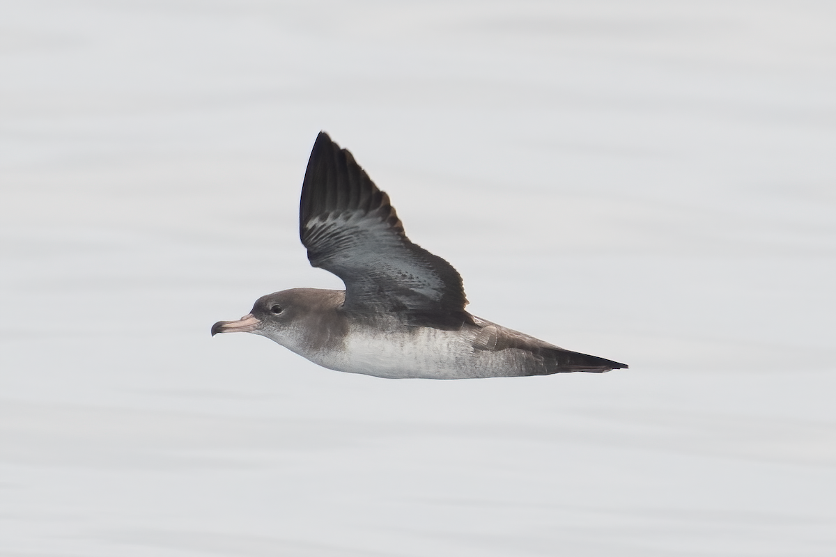 Pink-footed Shearwater - ML610190879