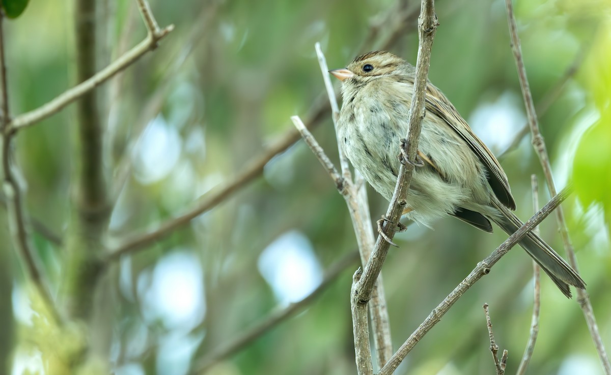 Clay-colored Sparrow - Connor Cochrane