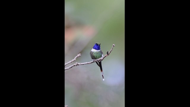 Sparkling-tailed Hummingbird - ML610191274