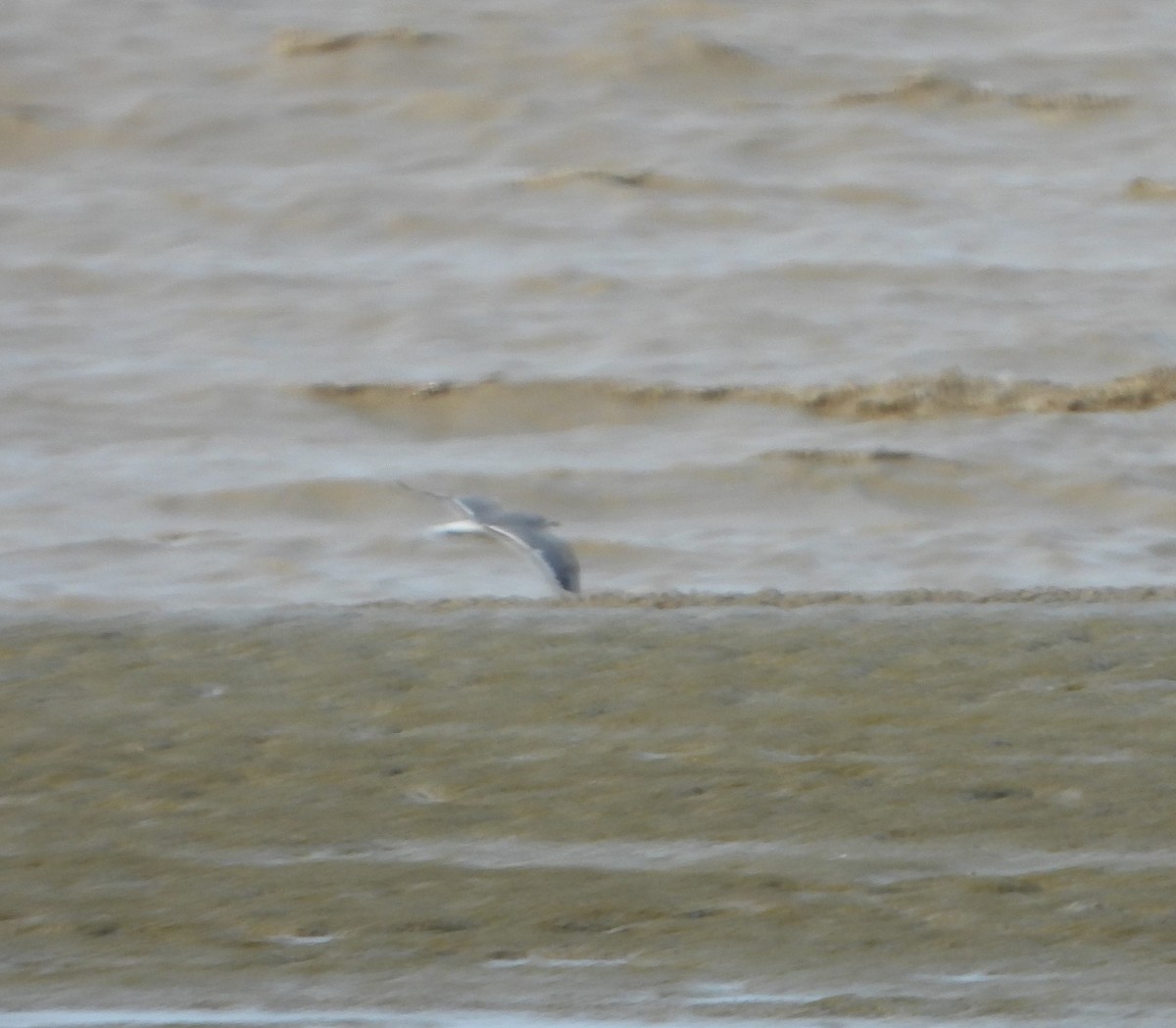 Laughing Gull - ML610191332