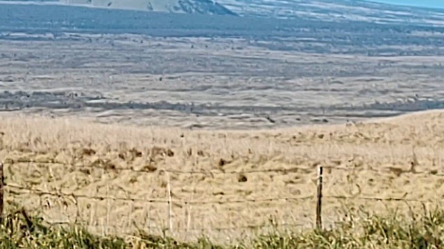 Short-eared Owl (Hawaiian) - ML610191341