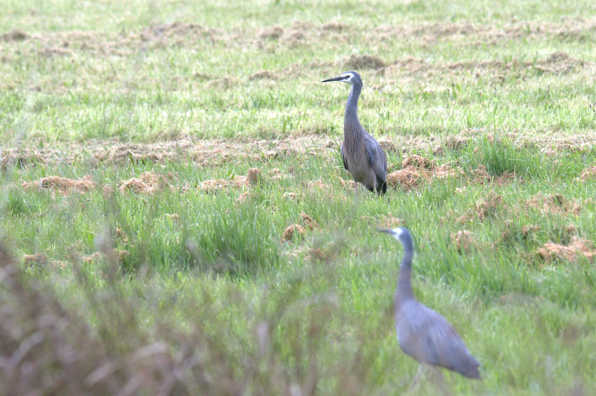 White-faced Heron - ML610191385