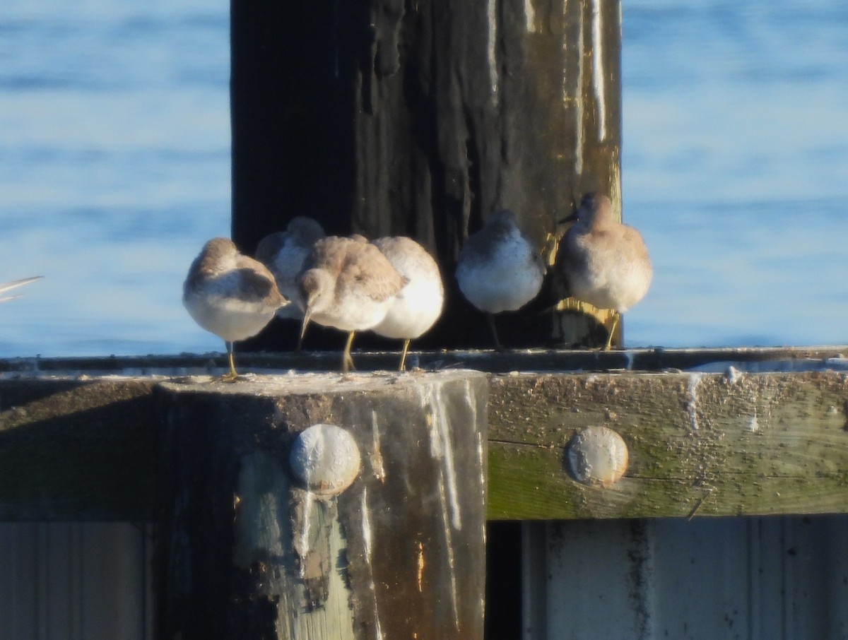 Red Knot - ML610191388