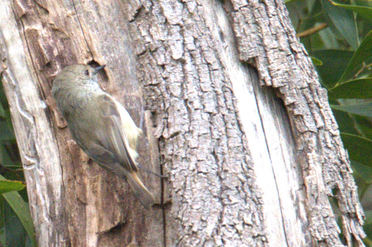 Tasmanian Thornbill - ML610191396