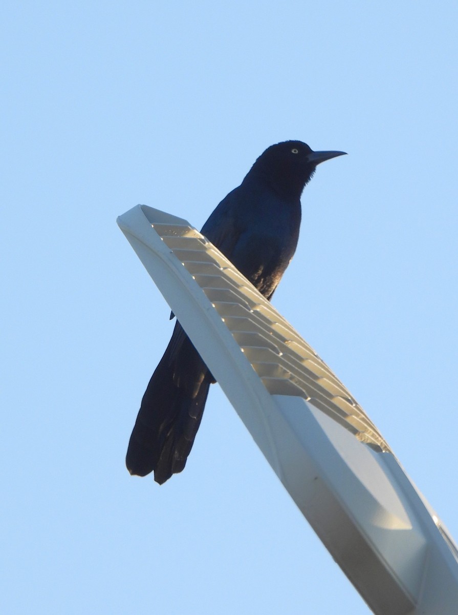 Boat-tailed Grackle - ML610191405