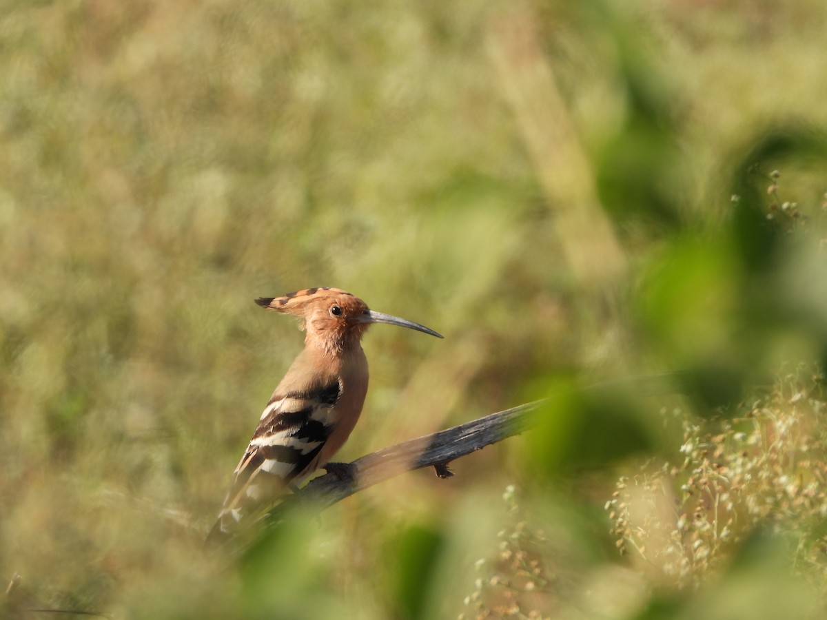 Eurasian Hoopoe - ML610191438