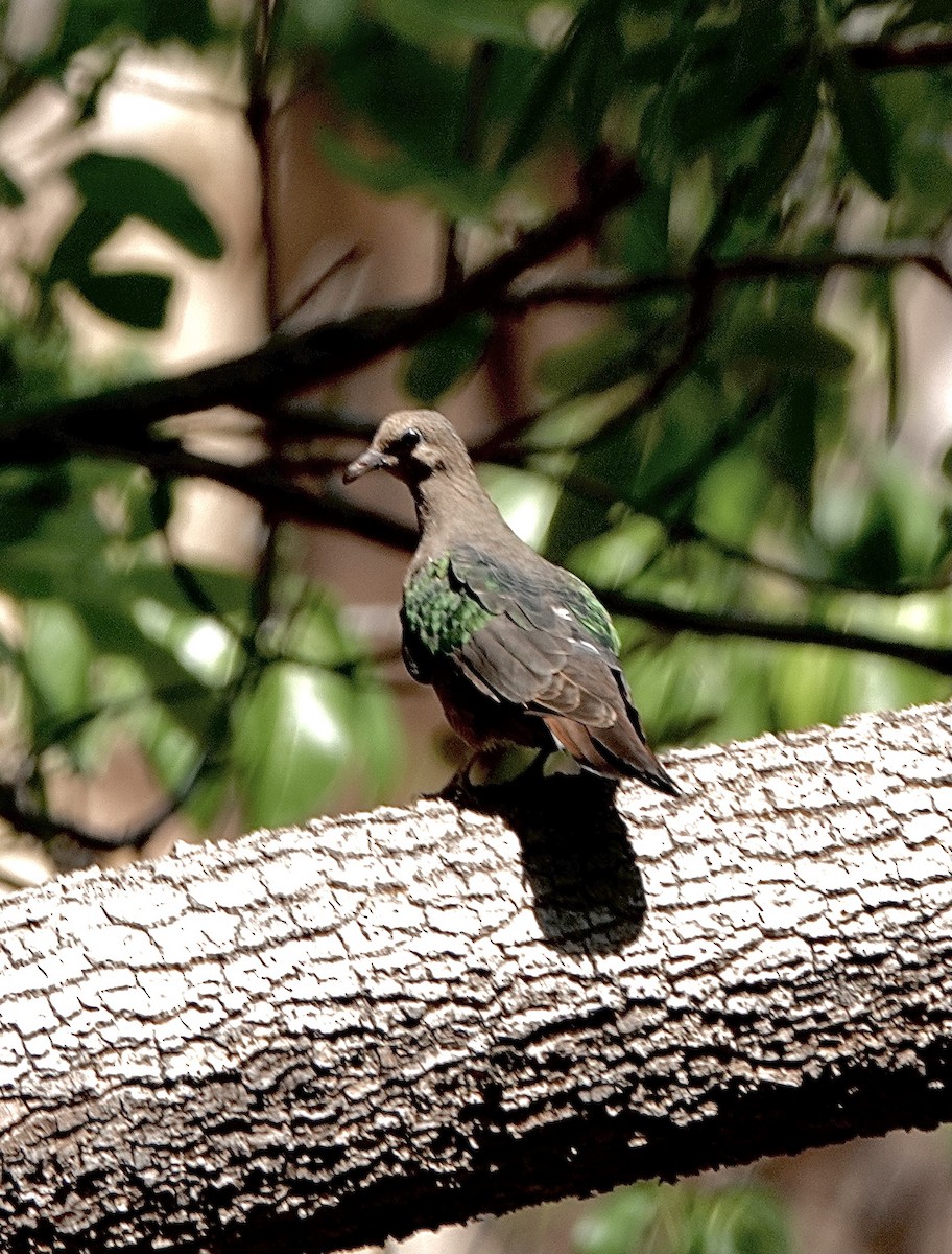 Palomita Esmeralda Cabeciparda - ML610191472