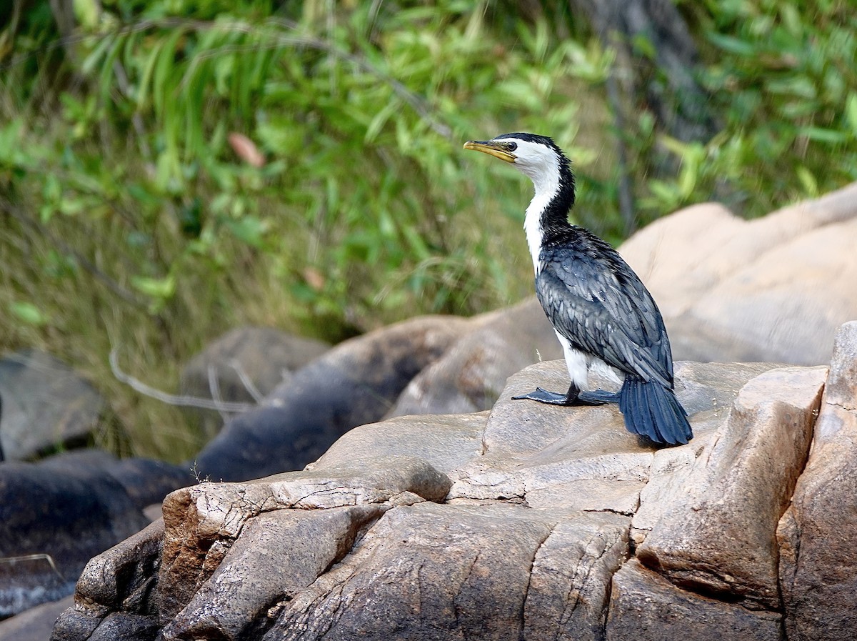 Little Pied Cormorant - ML610191486