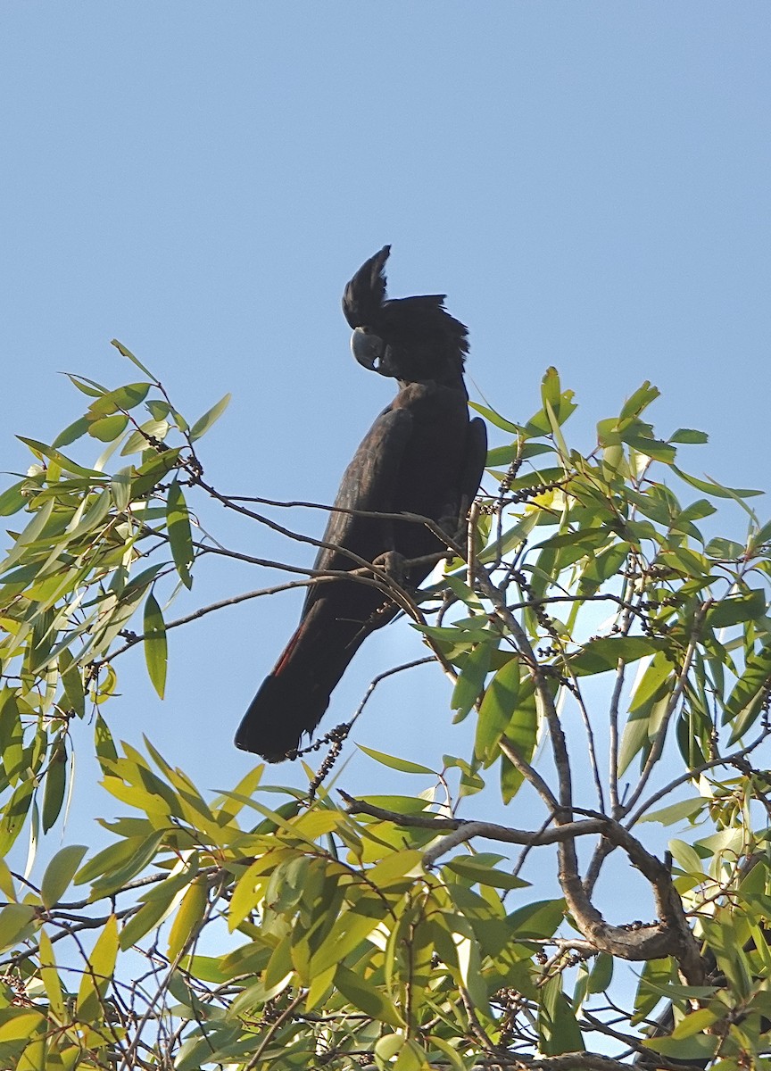 Red-tailed Black-Cockatoo - ML610191508