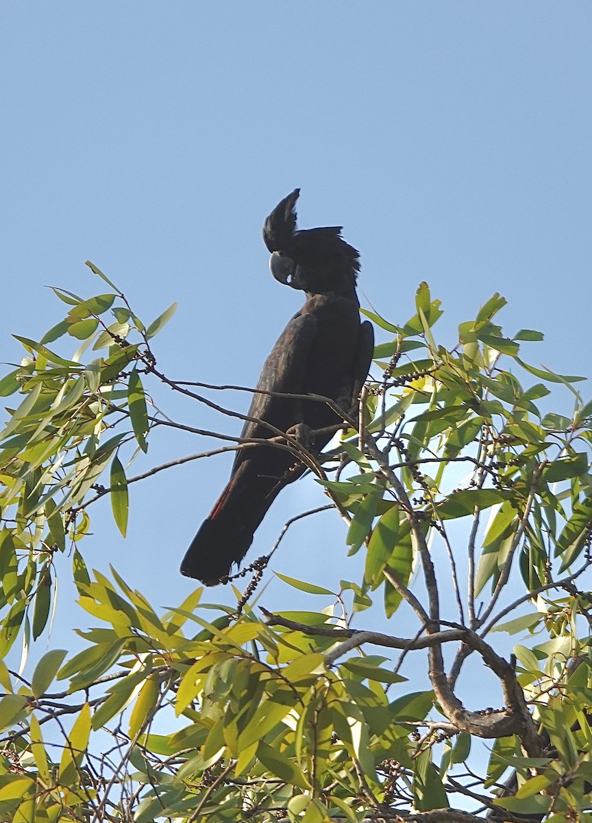 Red-tailed Black-Cockatoo - Howie Nielsen