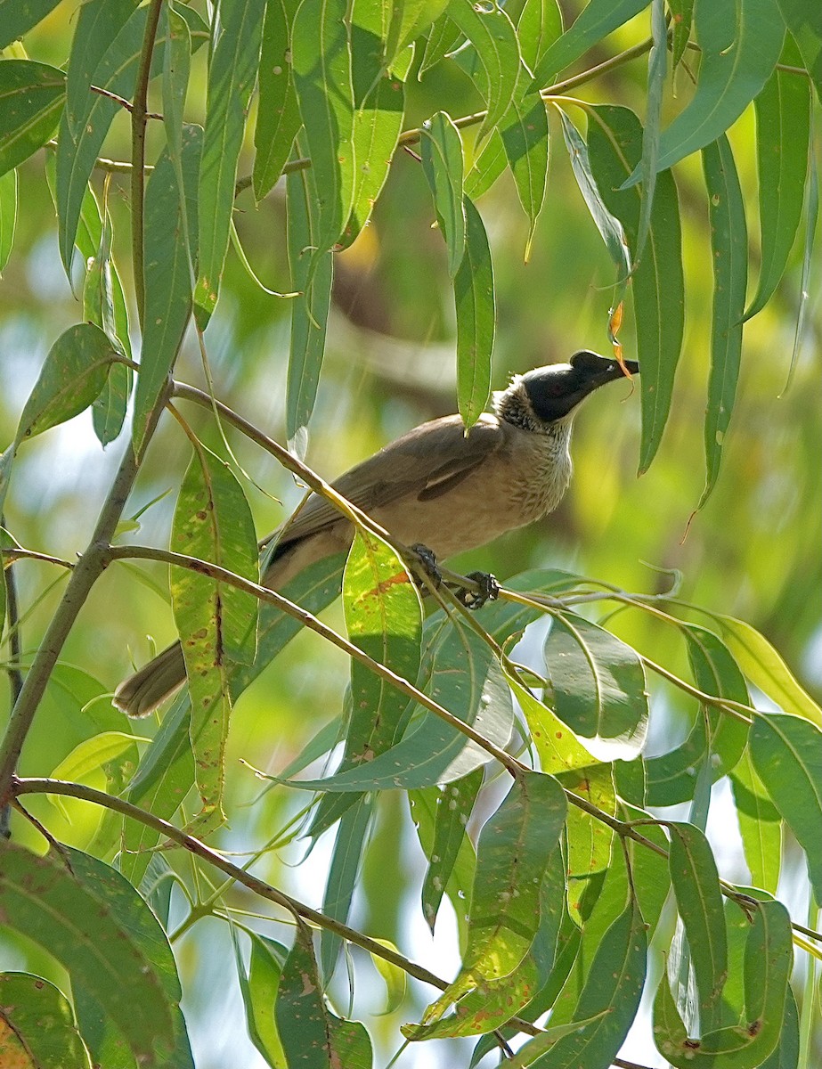 Silver-crowned Friarbird - Howie Nielsen