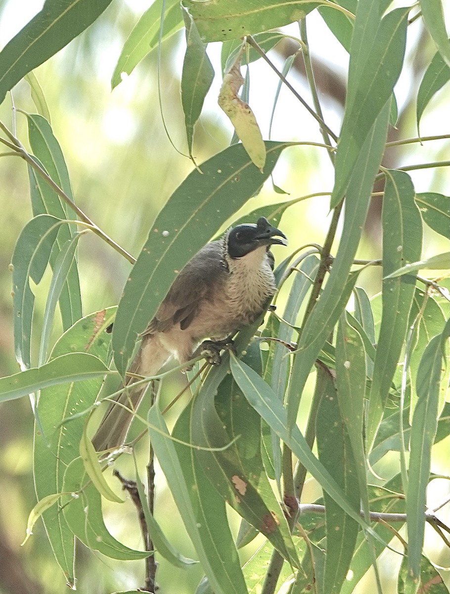 Silver-crowned Friarbird - ML610191539