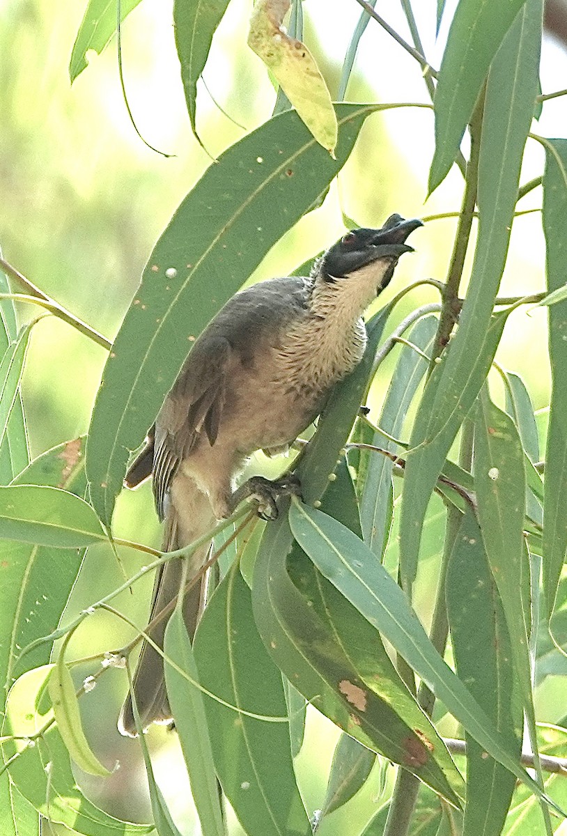 Silver-crowned Friarbird - ML610191540