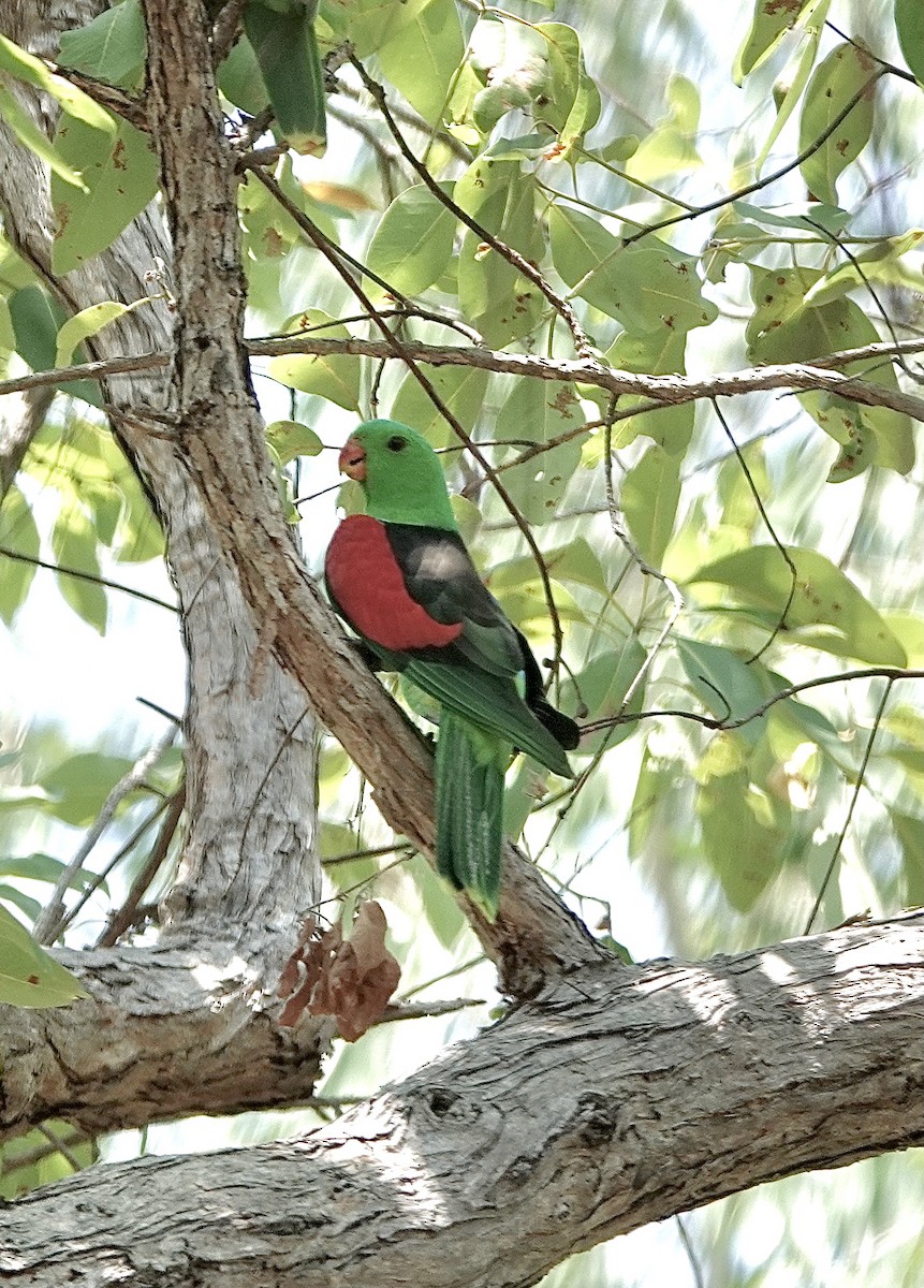 Red-winged Parrot - Howie Nielsen