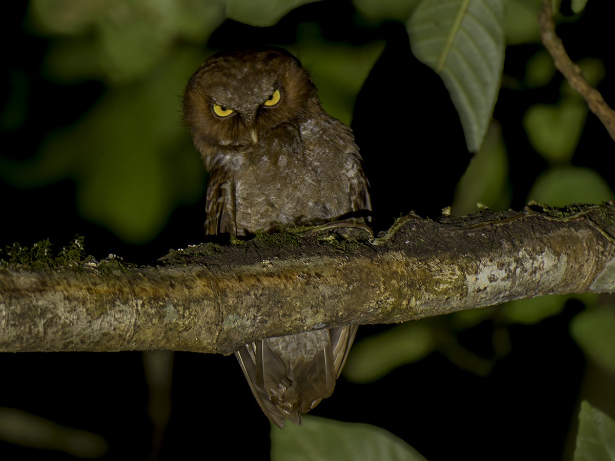 Flores Scops-Owl - ML610191702